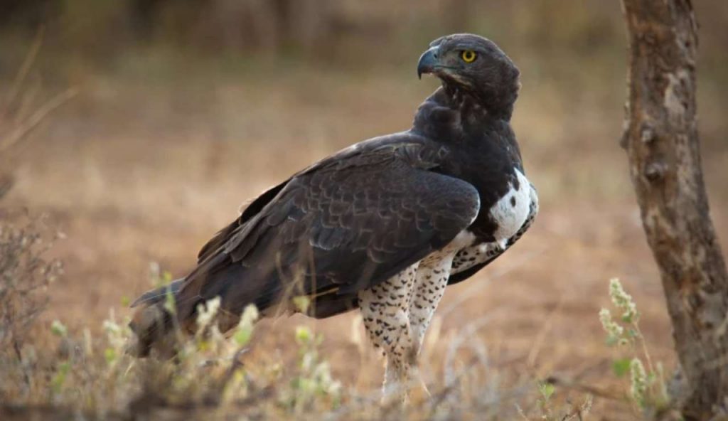 Kenya: le aquile marziali danno la caccia anche ai cuccioli di leone