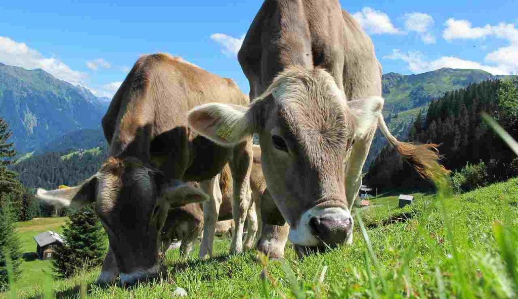 Latte di mucca: perché lo beviamo?