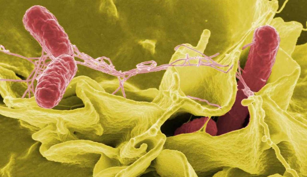 “Presenza di salmonella”: vietato portare a tavola questo salume | L’ultima nota del Ministero mette in allarme tutti