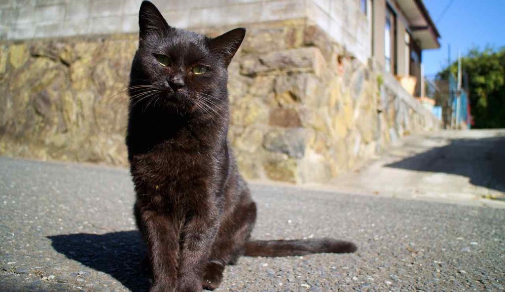 Syros, l’isola dei gatti: una vacanza tra volontariato e amore per gli animali