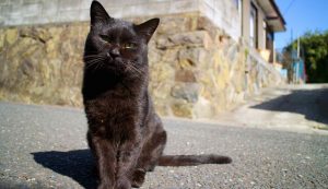 Gatto nero per strada